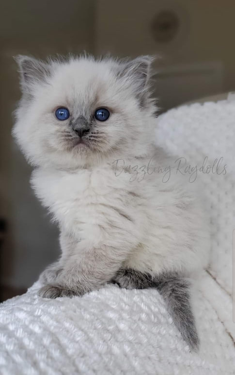 Blue point ragdoll kitten